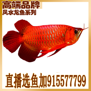 三條龍魚最怕的三個東西，三條龍魚最怕的三個東西，養魚人必看！