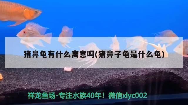 豬鼻龜有什么寓意嗎圖片：豬鼻龜與其他龜類區(qū)別