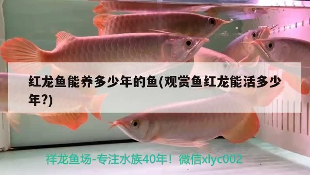 紅龍魚能養多少年的魚(觀賞魚紅龍能活多少年?)