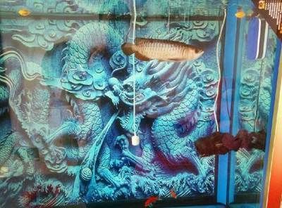 古典藍底過背金龍魚用什么背景:古典藍底過背金龍魚的背景選擇 金龍魚百科 第1張 古典藍底過背金龍魚用什么背景:古典藍底過背金龍魚的背景選擇 古典藍底過背金龍魚用什么背景:古典藍底過背金龍魚的背景選擇 金龍魚百科 第1張