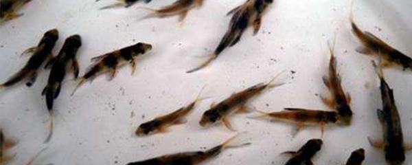 三條龍魚的寓意與象征，風水、文化與精神啟示，三條龍魚的寓意與象征，風水布局、文化內涵與精神啟示