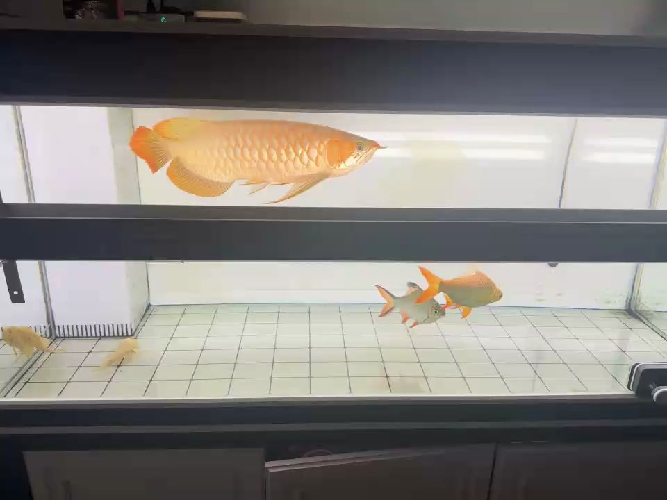 哈茶賞魚 哈茶賞魚 龍魚論壇