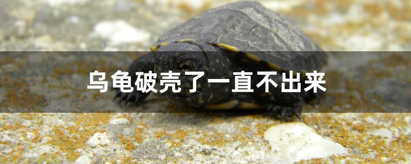 魚缸用增氧泵價格是多少:魚缸增氧機-xtrac增氧機-xtrac增氧機 烏龜破殼了一直不出來怎么辦 元寶鳳凰魚百科 烏龜破殼了一直不出來怎么辦 烏龜破殼了一直不出來怎么辦 元寶鳳凰魚百科