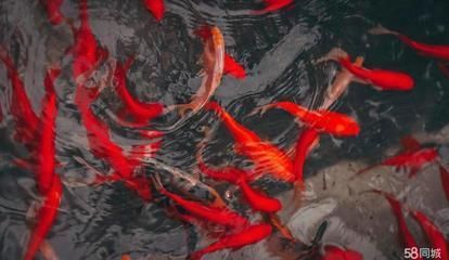 龍魚吃錦鯉飼料可以嗎怎么喂食呢 龍魚吃錦鯉飼料可以嗎怎么喂食呢 龍魚百科 第1張