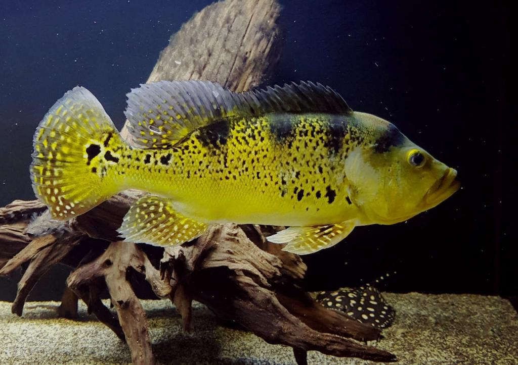 過背金龍魚可以吃嗎有毒嗎圖片(過背金龍魚可以吃嗎有毒嗎圖片視頻)