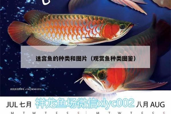 三十六簽魚(yú)化龍之象，從平凡到非凡的蛻變之道，魚(yú)躍龍門，三十六簽揭示從平凡到非凡的蛻變智慧