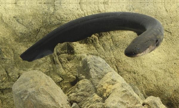 三平米死水坑，適合養(yǎng)殖哪些家魚？生存挑戰(zhàn)與養(yǎng)殖技巧，三平米死水坑適合養(yǎng)什么家魚？生存挑戰(zhàn)與養(yǎng)殖技巧解析