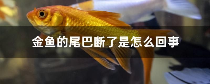 金魚的尾巴斷了是怎么回事 金魚的尾巴斷了是怎么回事 元寶鳳凰魚百科