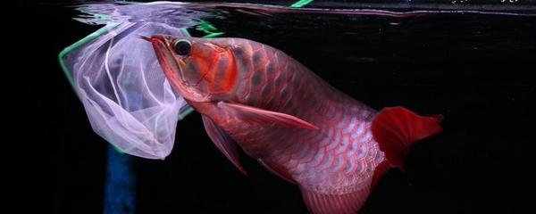 三龍混養(yǎng)最佳方法，和諧共處的秘訣，三龍混養(yǎng)終極指南，和諧共處3大核心秘訣