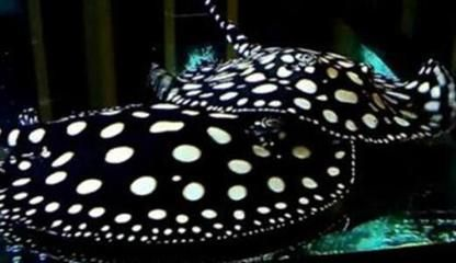 皇冠魟魚怕燈光嗎：皇冠魟魚害怕燈光嗎