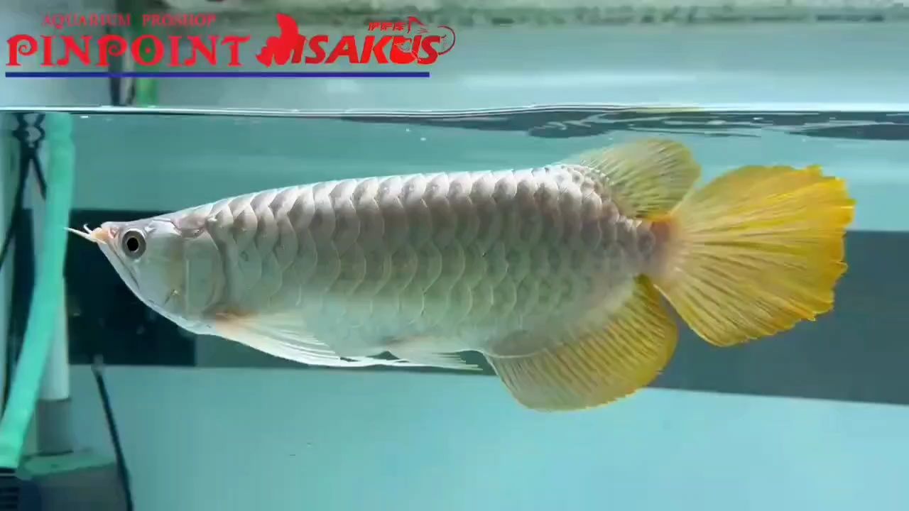 德魯斯L級，翹頭高貨，寬身巨尾 德魯斯L級，翹頭高貨，寬身巨尾 龍魚論壇