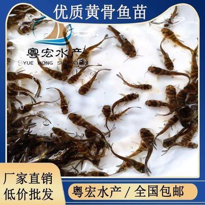 三間魚兇猛嗎？揭秘這種魚的真實(shí)性格與飼養(yǎng)技巧，三間魚兇猛嗎？真實(shí)性格與飼養(yǎng)技巧全解析