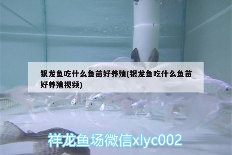 銀龍魚吃什么魚苗好養殖(銀龍魚吃什么魚苗好養殖視頻)