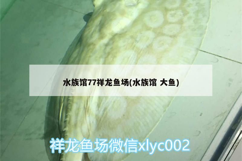 水族館77祥龍魚場(水族館大魚) 水族館77祥龍魚場(水族館大魚) vs祥龍魚場