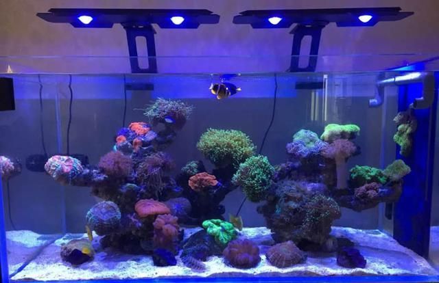 三間魚哪個(gè)品種最漂亮？盤點(diǎn)最受歡迎的三間魚品種，三間魚哪個(gè)品種最漂亮？熱門三間魚品種顏值大比拼