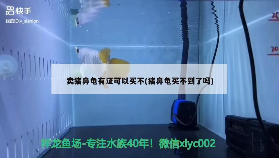 賣豬鼻龜有證可以買不(豬鼻龜買不到了嗎) 賣豬鼻龜有證可以買不(豬鼻龜買不到了嗎) 豬鼻龜百科