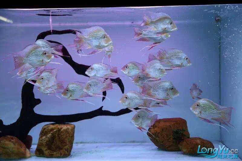 讓我再次介紹最美配魚元寶鳳凰 元寶鳳凰魚百科 第1張 讓我再次介紹最美配魚元寶鳳凰 讓我再次介紹最美配魚元寶鳳凰 元寶鳳凰魚百科 第1張