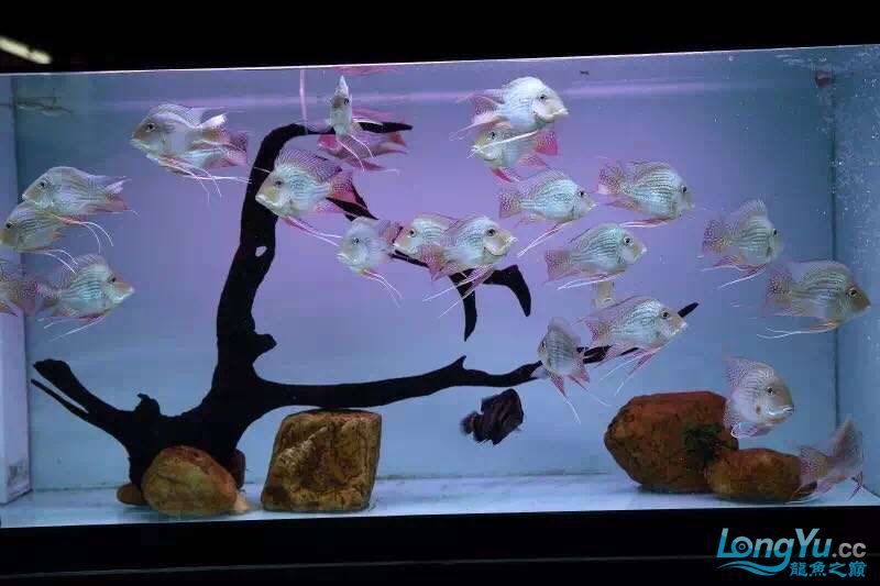 讓我再次介紹最美配魚元寶鳳凰 元寶鳳凰魚百科 第6張 讓我再次介紹最美配魚元寶鳳凰 讓我再次介紹最美配魚元寶鳳凰 元寶鳳凰魚百科 第6張