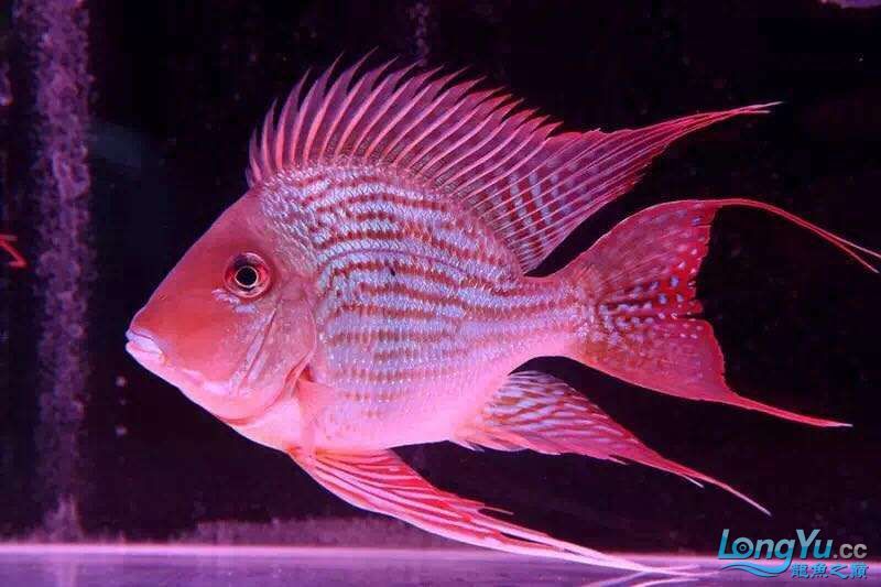 讓我再次介紹最美配魚元寶鳳凰 元寶鳳凰魚百科 第4張 讓我再次介紹最美配魚元寶鳳凰 讓我再次介紹最美配魚元寶鳳凰 元寶鳳凰魚百科 第4張
