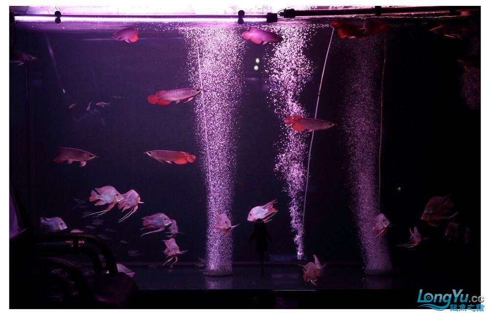 讓我再次介紹最美配魚元寶鳳凰 元寶鳳凰魚百科 第8張 讓我再次介紹最美配魚元寶鳳凰 讓我再次介紹最美配魚元寶鳳凰 元寶鳳凰魚百科 第8張