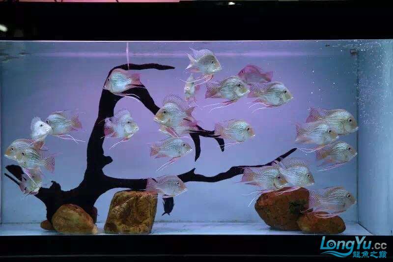 讓我再次介紹最美配魚元寶鳳凰 元寶鳳凰魚百科 第7張 讓我再次介紹最美配魚元寶鳳凰 讓我再次介紹最美配魚元寶鳳凰 元寶鳳凰魚百科 第7張