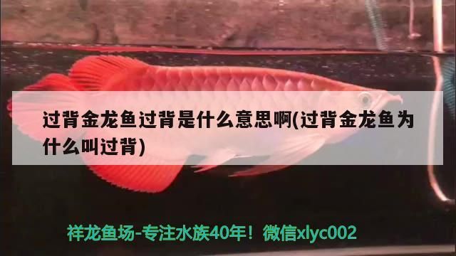 過(guò)背金龍魚(yú)過(guò)背是什么意思啊(過(guò)背金龍魚(yú)為什么叫過(guò)背)
