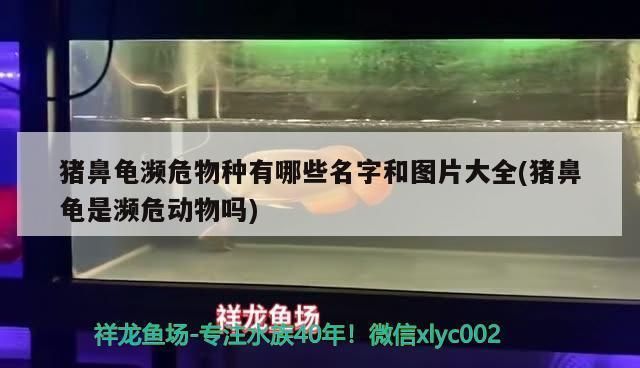 豬鼻龜為什么瀕危呢：豬鼻龜為什么不讓賣 豬鼻龜為什么瀕危呢：豬鼻龜為什么不讓賣 豬鼻龜百科 第6張