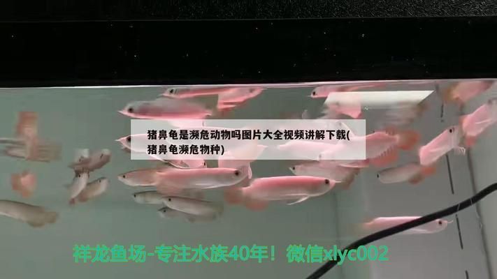 豬鼻龜為什么瀕危呢：豬鼻龜為什么不讓賣 豬鼻龜為什么瀕危呢：豬鼻龜為什么不讓賣 豬鼻龜百科 第7張