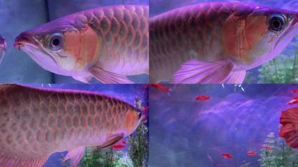 彩蝶魚缸北京哪里賣的（彩蝶魚缸北京哪里賣的好）
