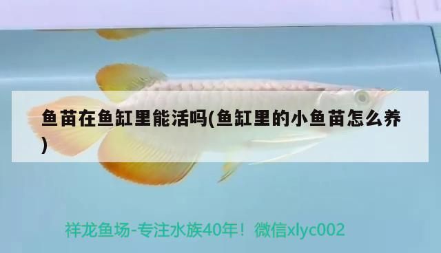 龍魚干蝦有營養(yǎng)嗎 魚苗在魚缸里能活嗎(魚缸里的小魚苗怎么養(yǎng)) 元寶鳳凰魚百科 魚苗在魚缸里能活嗎(魚缸里的小魚苗怎么養(yǎng)) 魚苗在魚缸里能活嗎(魚缸里的小魚苗怎么養(yǎng)) 元寶鳳凰魚百科