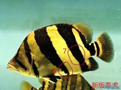 什么是新版泰虎：新版泰虎是一種相對較新的品種或版本的泰虎魚與老版泰虎相比