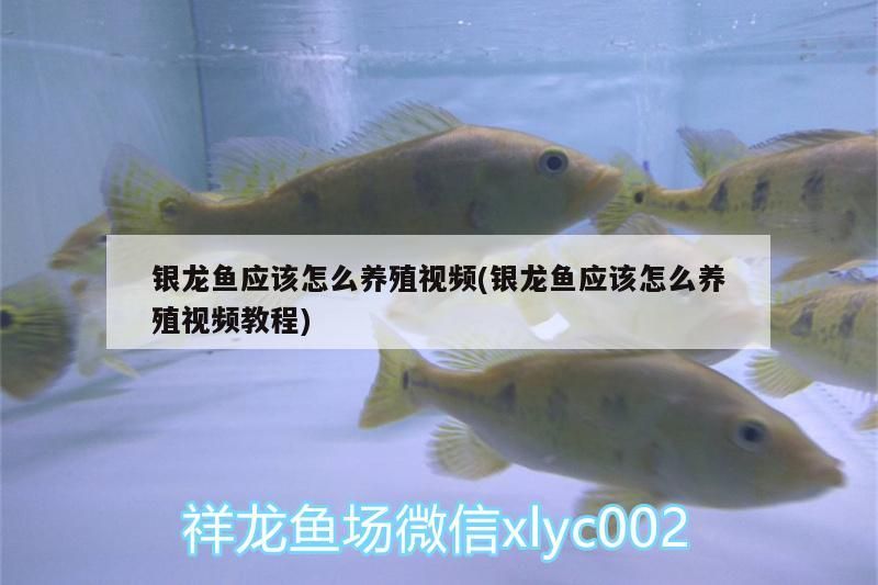銀龍魚應該怎么養殖視頻(銀龍魚應該怎么養殖視頻教程) 銀龍魚應該怎么養殖視頻(銀龍魚應該怎么養殖視頻教程) 銀龍魚百科