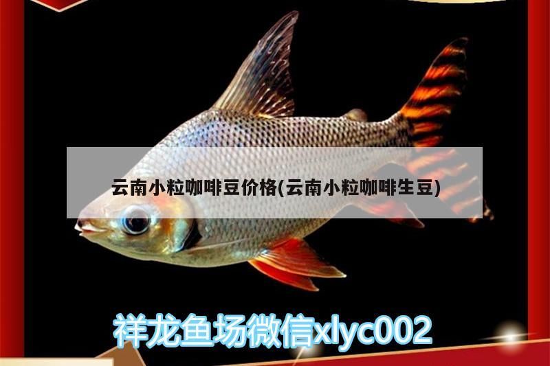 云南小粒咖啡豆價格(云南小粒咖啡生豆) 云南小粒咖啡豆價格(云南小粒咖啡生豆) 馬來西亞咖啡
