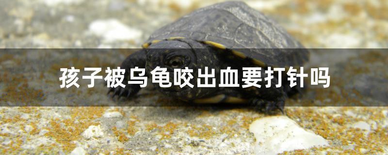天空藍魔蝦多大魚缸(天空藍魔蝦水深多少) 觀賞魚百科 第1張 天空藍魔蝦多大魚缸(天空藍魔蝦水深多少) 天空藍魔蝦多大魚缸(天空藍魔蝦水深多少) 觀賞魚百科 第1張
