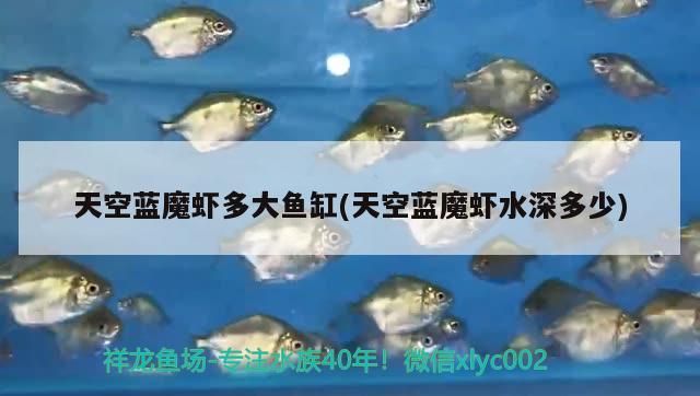 天空藍魔蝦多大魚缸(天空藍魔蝦水深多少) 觀賞魚百科 第2張 天空藍魔蝦多大魚缸(天空藍魔蝦水深多少) 天空藍魔蝦多大魚缸(天空藍魔蝦水深多少) 觀賞魚百科 第2張