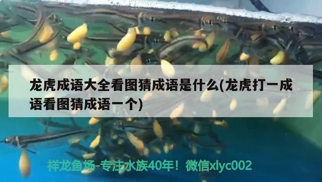 龍虎成語大全看圖猜成語是什么(龍虎打一成語看圖猜成語一個)