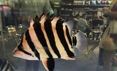 小虎魚苗喂什么好：小虎魚苗喂什么好，