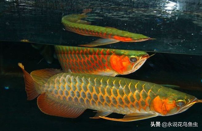 紅龍魚不吃東西怎么辦：紅龍魚不吃東西可能由多種原因引起的原因及處理方法