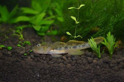虎魚長什么樣子？：關于虎魚的一些基本信息