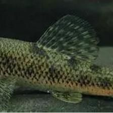 虎魚長什么樣子？：關于虎魚的一些基本信息