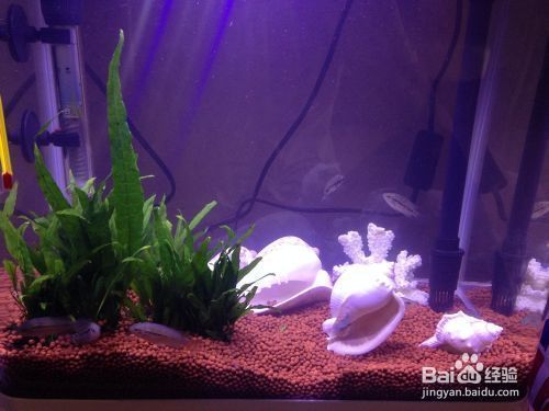 水族館有魚賣嗎:水族館售賣魚的注意事項 水族館百科(水族館加盟) 第4張 水族館有魚賣嗎:水族館售賣魚的注意事項 水族館有魚賣嗎:水族館售賣魚的注意事項 水族館百科(水族館加盟) 第4張