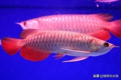 最貴金龍魚和紅龍魚：金龍魚和紅龍魚是目前市場上最貴的龍魚品種