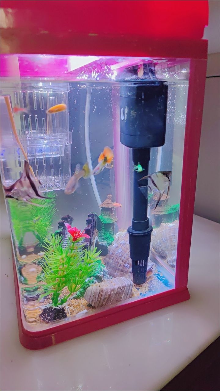 運城經濟技術開發區啟航水族店 全國水族館企業名錄 第2張 運城經濟技術開發區啟航水族店 運城經濟技術開發區啟航水族店 全國水族館企業名錄 第2張