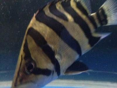 五公分虎魚好不好養活：五公分的虎魚好不好養活
