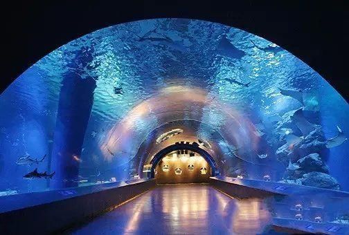水族館推薦地方（上海海洋水族館特色活動,coex水族館特色活動）