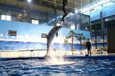 水族館推薦地方（上海海洋水族館特色活動(dòng),coex水族館特色活動(dòng)） 水族館推薦地方（上海海洋水族館特色活動(dòng),coex水族館特色活動(dòng)） 水族館百科（水族館加盟） 第5張