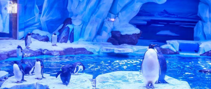 水族館推薦地方（上海海洋水族館特色活動(dòng),coex水族館特色活動(dòng)） 水族館推薦地方（上海海洋水族館特色活動(dòng),coex水族館特色活動(dòng)） 水族館百科（水族館加盟） 第4張