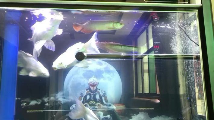 龍魚吃什么?vs祥龍魚場:關于龍魚飲食和祥龍魚場的基本概述 vs祥龍魚場 第4張 龍魚吃什么?vs祥龍魚場:關于龍魚飲食和祥龍魚場的基本概述 龍魚吃什么?vs祥龍魚場:關于龍魚飲食和祥龍魚場的基本概述 vs祥龍魚場 第4張
