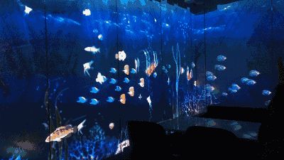 水族館動態(tài)桌面：水族館動態(tài)桌面是一種基于現實技術的交互式桌面應用程序