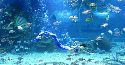 水族館動態(tài)桌面：水族館動態(tài)桌面是一種基于現實技術的交互式桌面應用程序